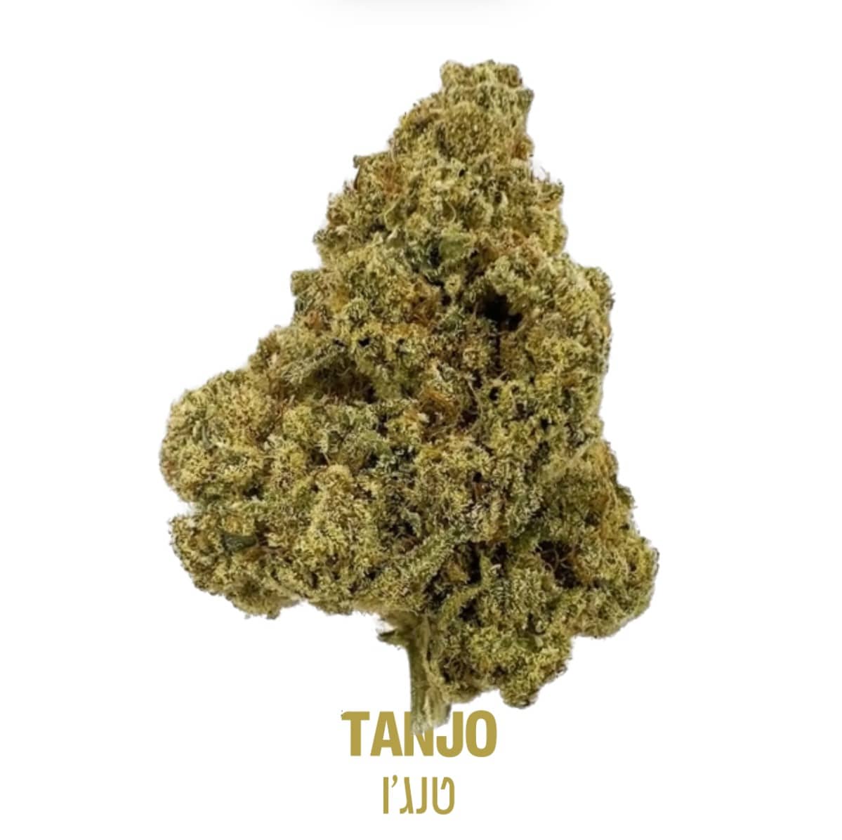 טנג'ו תפרחות