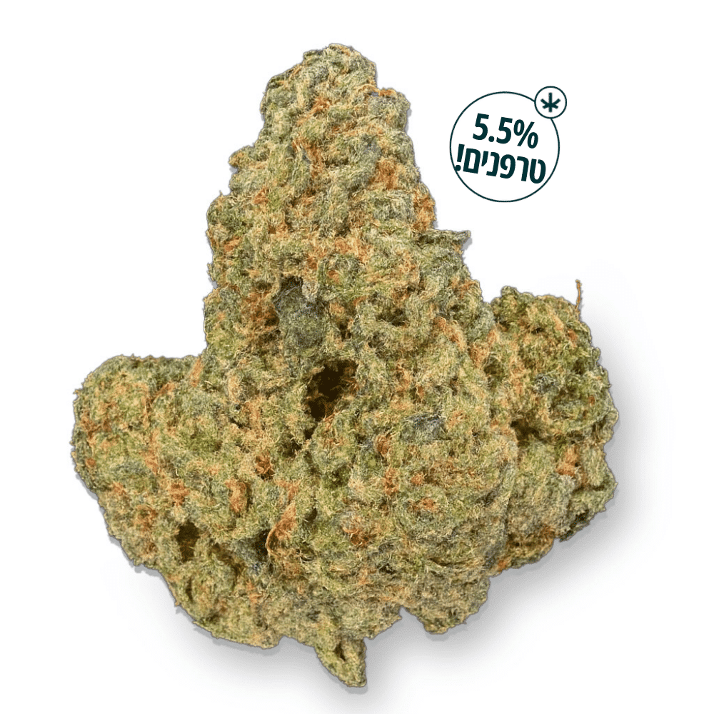 תפרחת אס.אן.אס