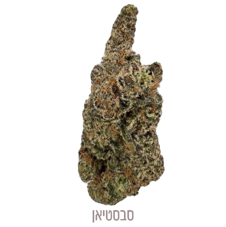 סבסטיאן תפרחות